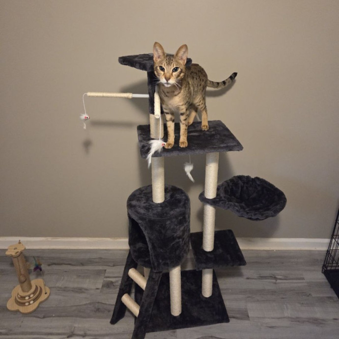 Attentive Cat Care You Can Trust