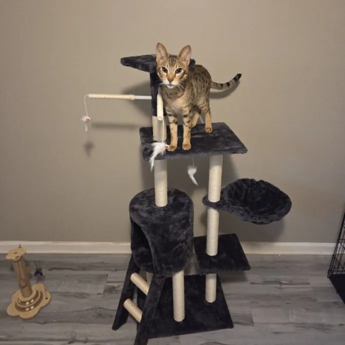 Attentive Cat Care You Can Trust photo 4