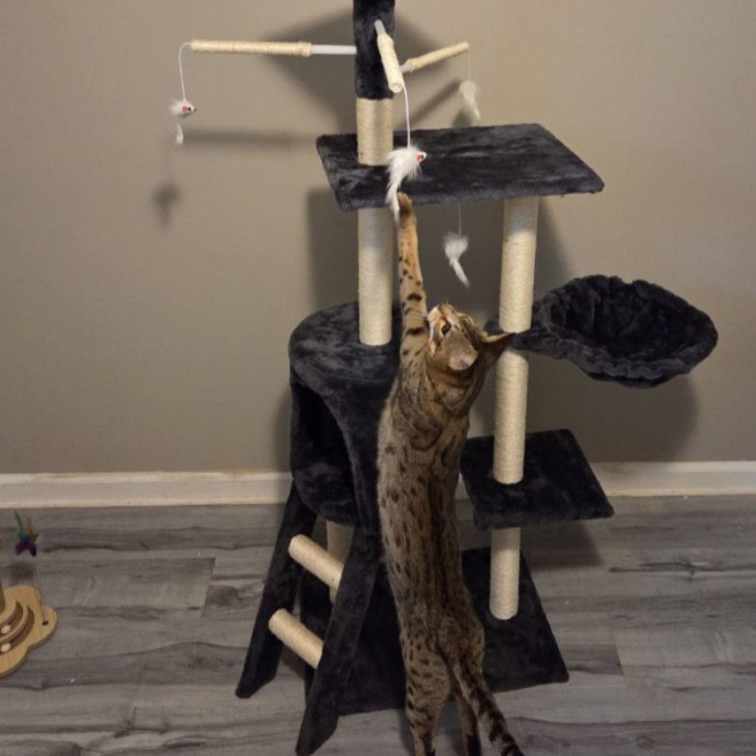 Attentive Cat Care You Can Trust photo 3