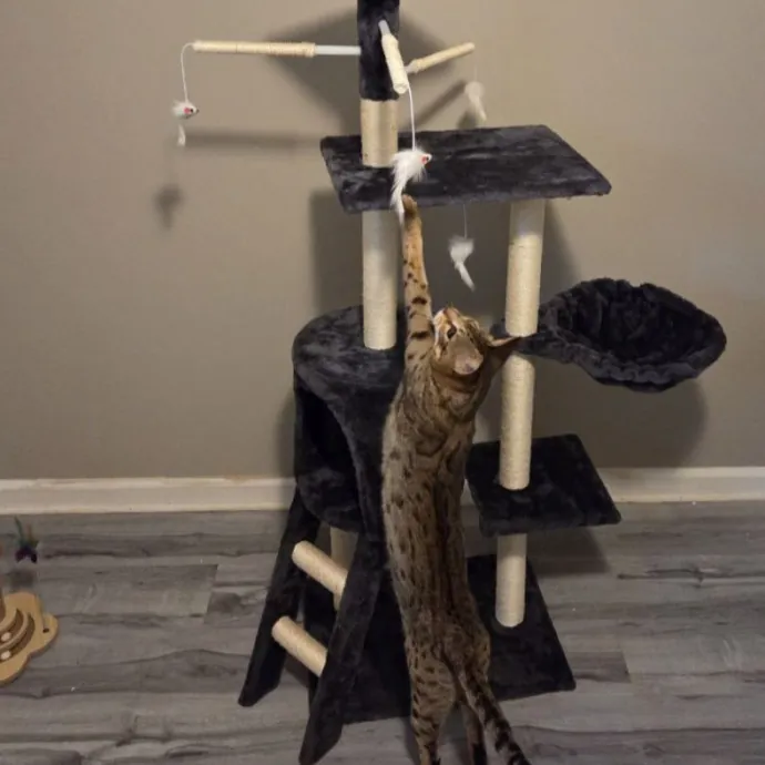 Attentive Cat Care You Can Trust photo 3