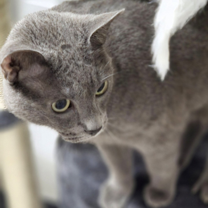 Attentive Cat Care You Can Trust photo 2
