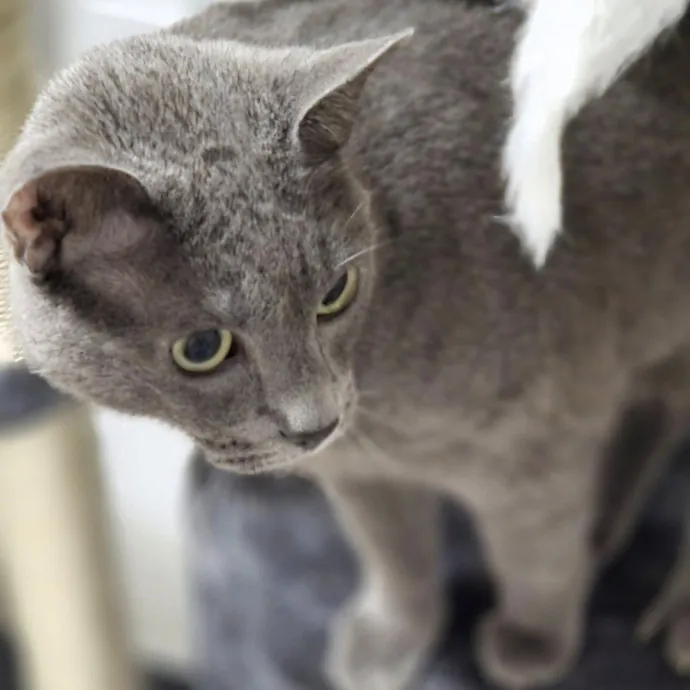 Attentive Cat Care You Can Trust photo 2