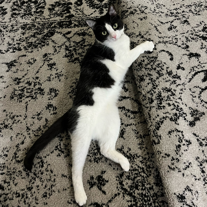 Your Cat's New Best Furriend