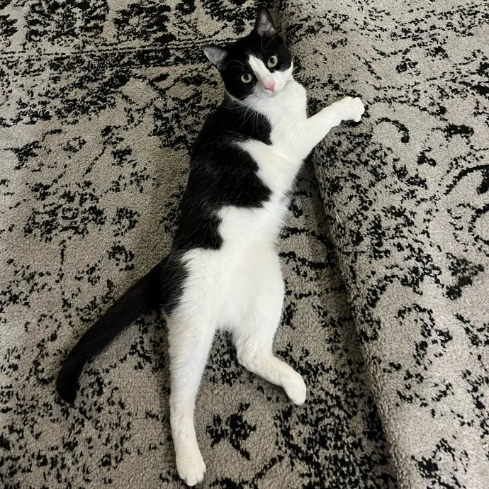 Your Cat's New Best Furriend
