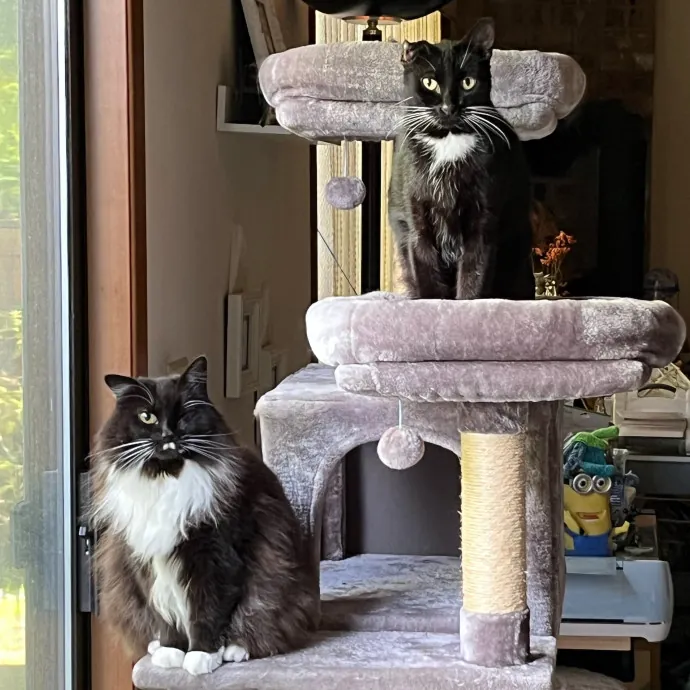 Your Cat's New Best Furriend
