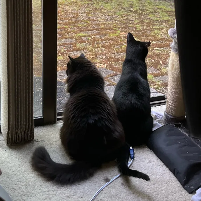 Your Cat's New Best Furriend