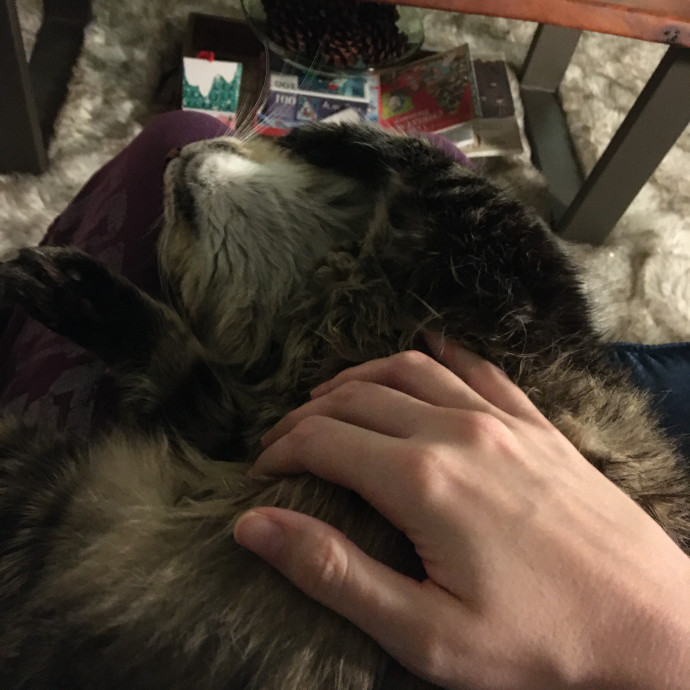 Your Cat's New Best Furriend