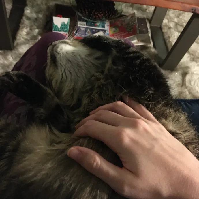 Your Cat's New Best Furriend
