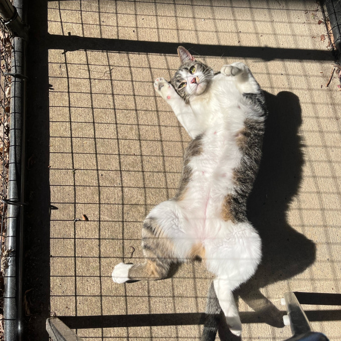 Your Cat's New Best Furriend