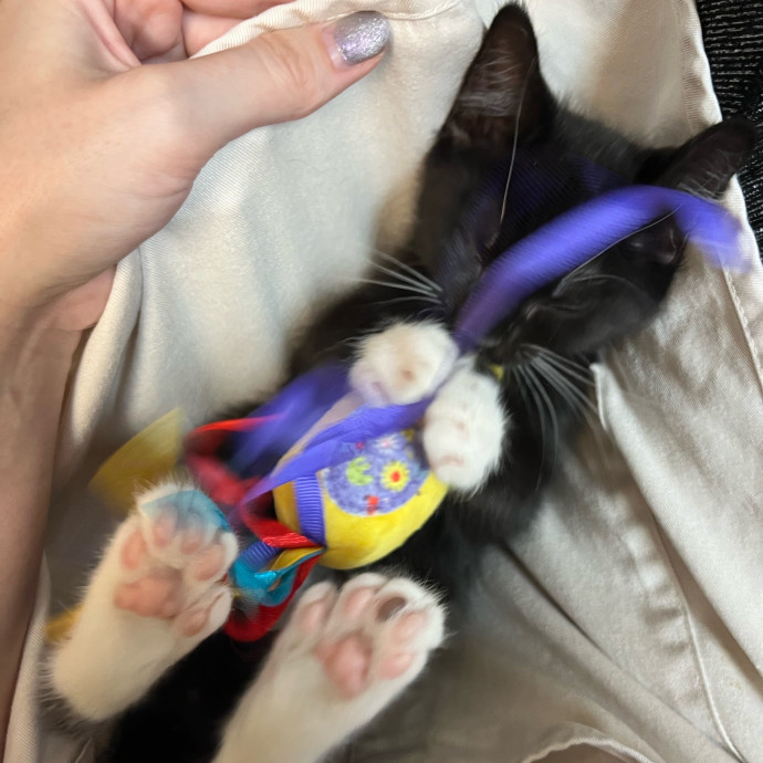 Your Cat's New Best Furriend