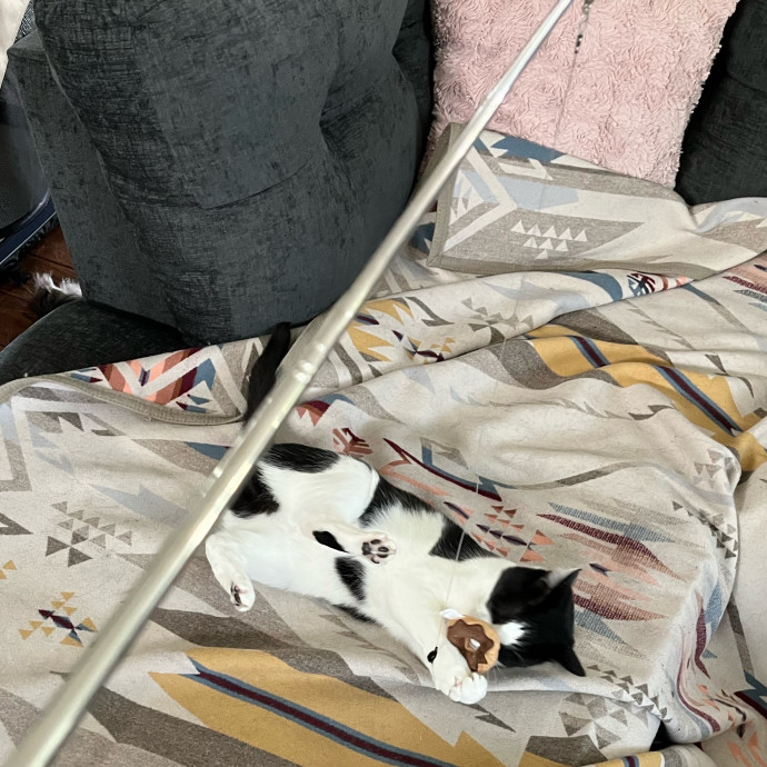 Your Cat's New Best Furriend