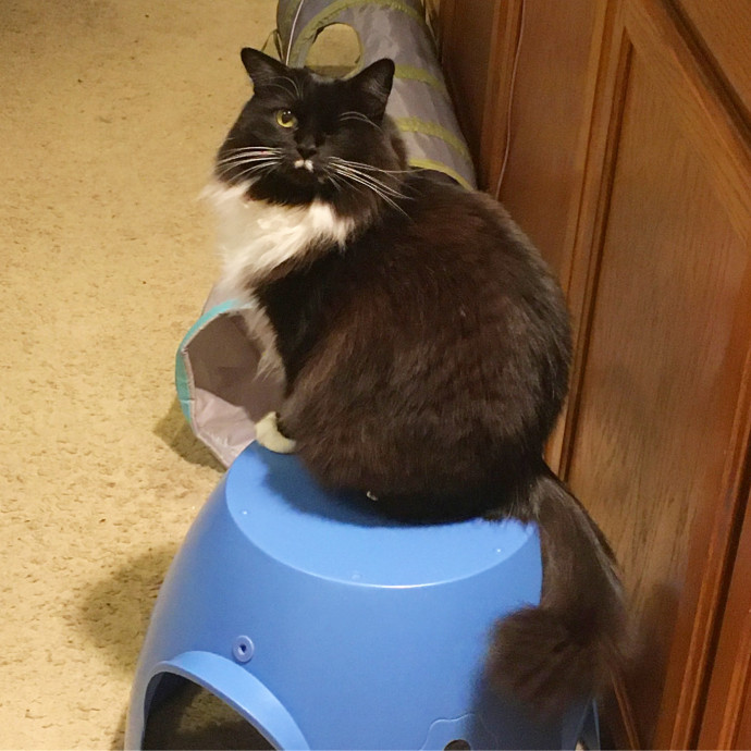 Your Cat's New Best Furriend photo 3