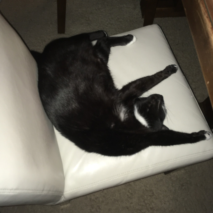 Your Cat's New Best Furriend photo 2