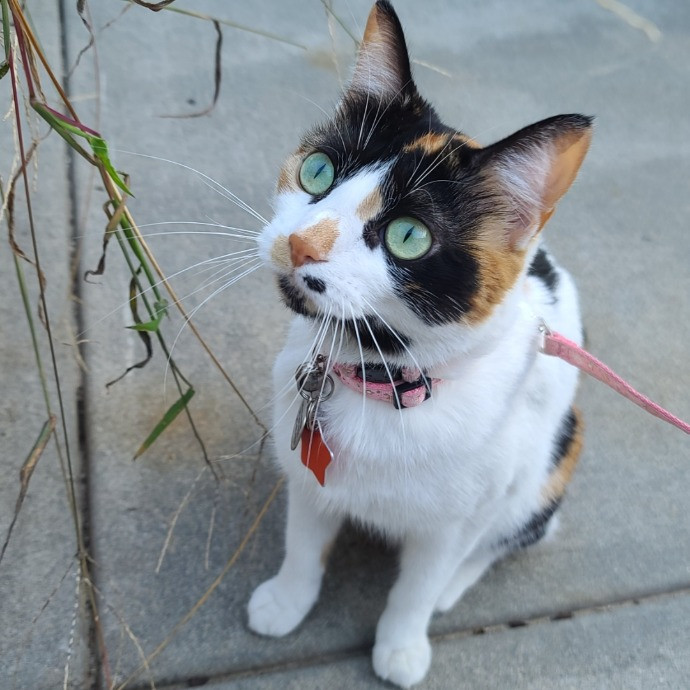 Experience Emilie's Exceptional Cat Care photo 3