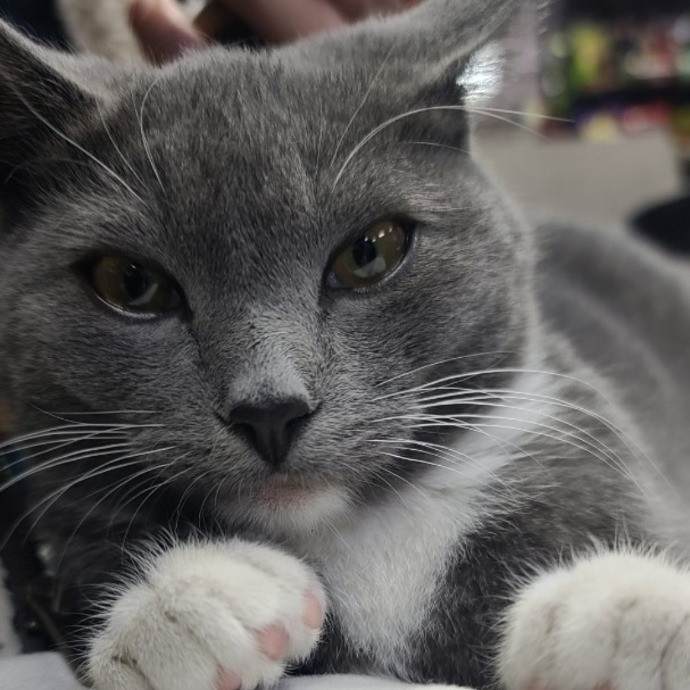 Experience Emilie's Exceptional Cat Care photo 2