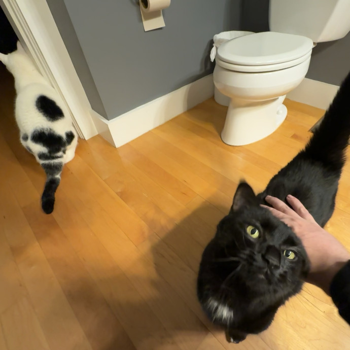 Kyle's Kitty Care