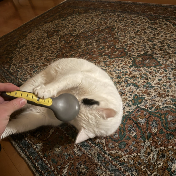 Kyle's Kitty Care