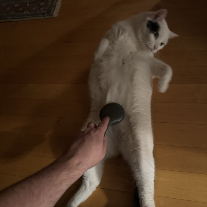 Kyle's Kitty Care