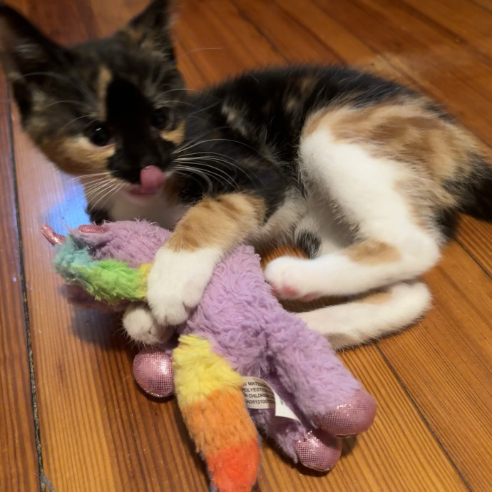 Kyle's Kitty Care