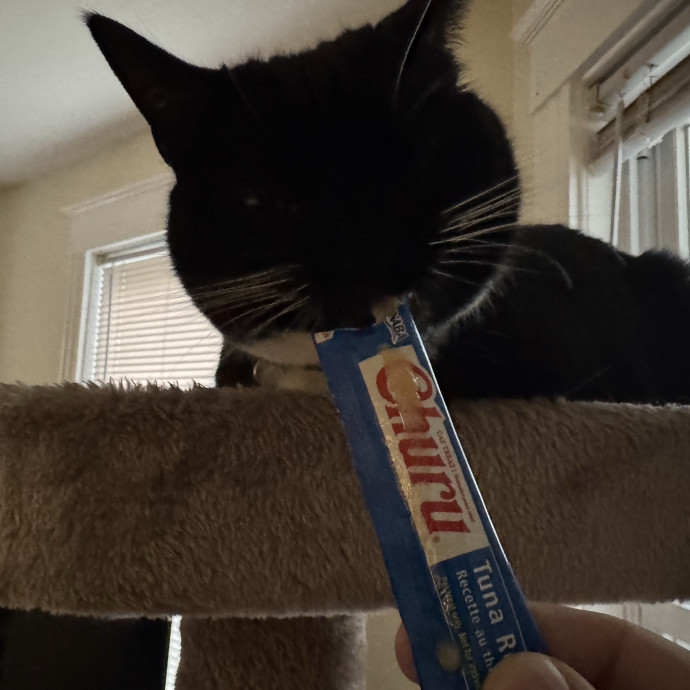 Kyle's Kitty Care