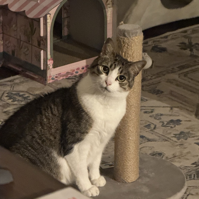 Kyle's Kitty Care