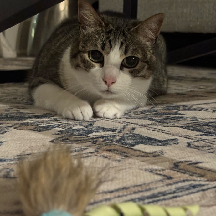Kyle's Kitty Care