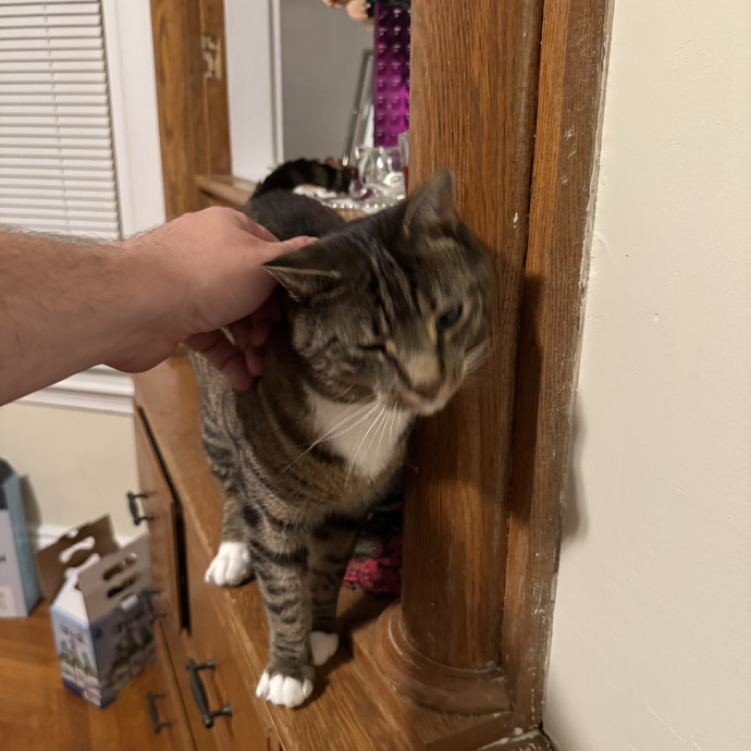 Kyle's Kitty Care