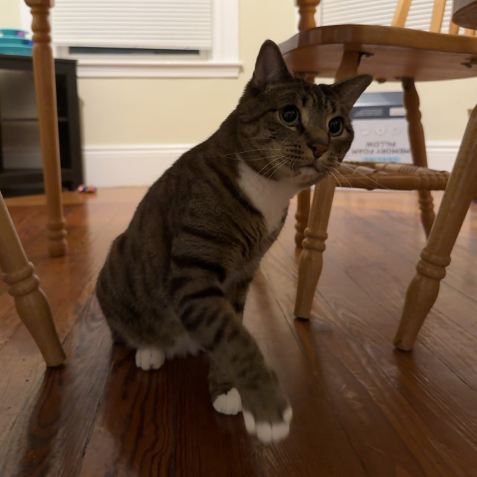 Kyle's Kitty Care