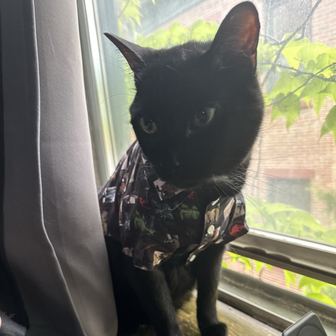 Kyle's Kitty Care