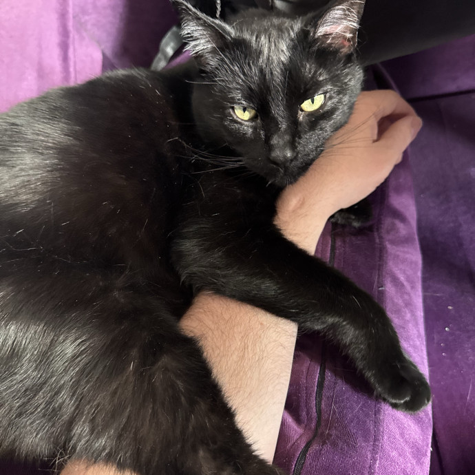 Kyle's Kitty Care photo 3