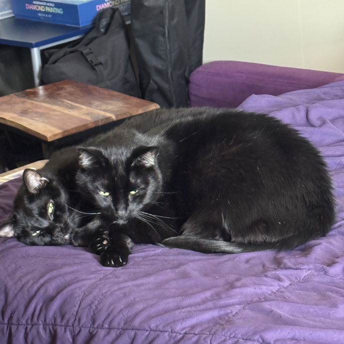 Kyle's Kitty Care photo 2