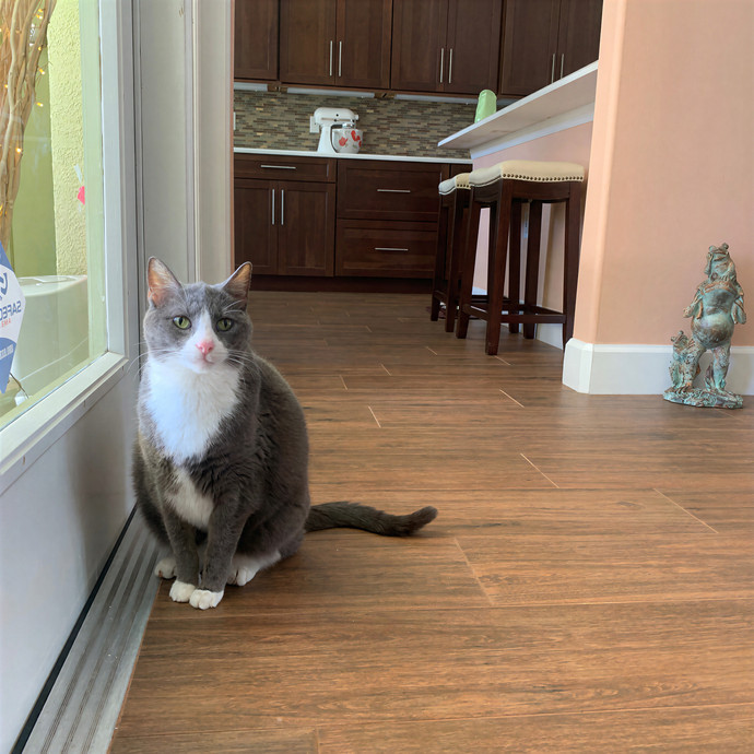 Gentle Loving Pet Whisperer photo 3