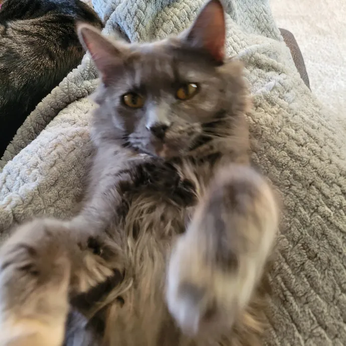 Melissa's Fur Baby Sitting