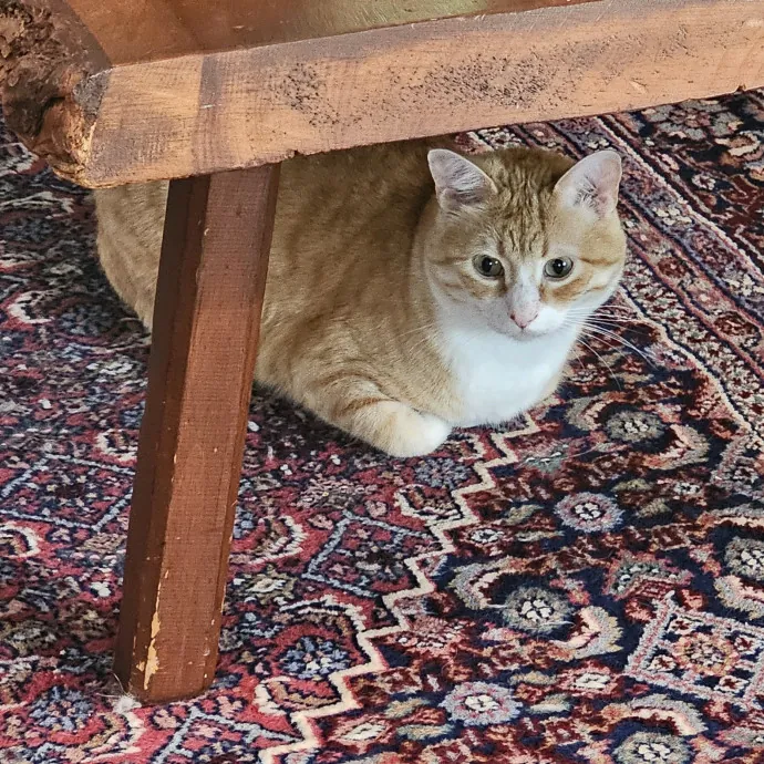 Melissa's Fur Baby Sitting