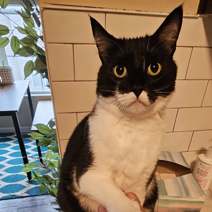 Melissa's Fur Baby Sitting