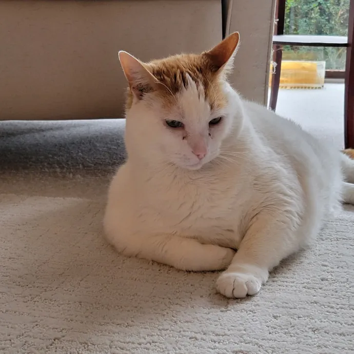 Melissa's Fur Baby Sitting