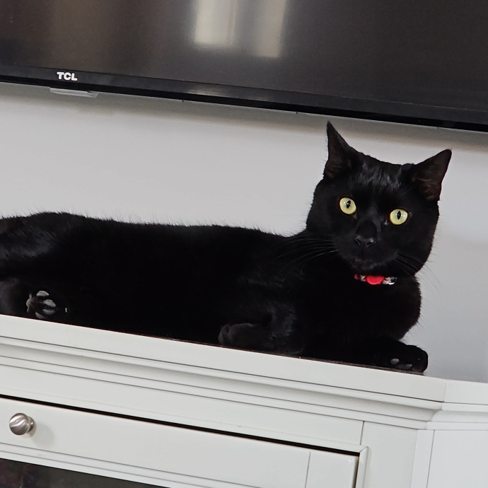 Melissa's Fur Baby Sitting