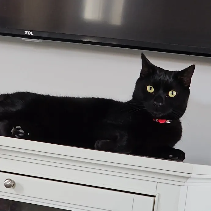 Melissa's Fur Baby Sitting