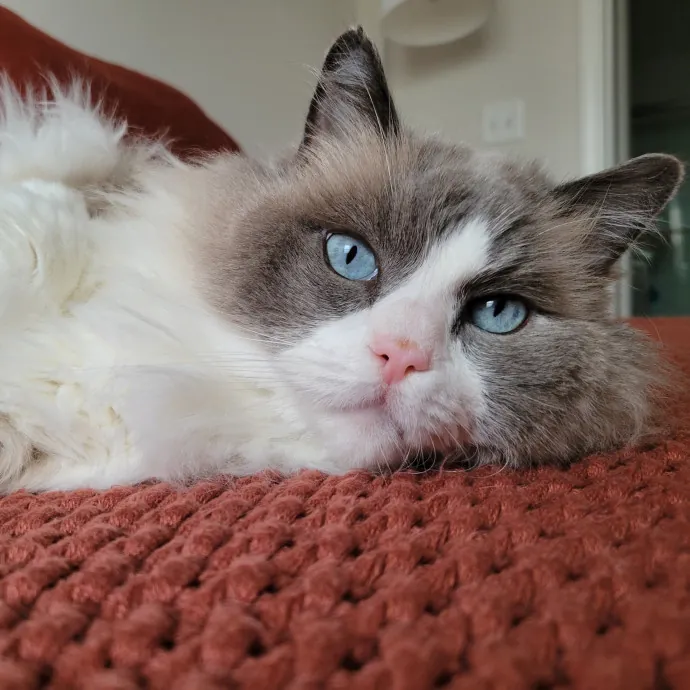 Melissa's Fur Baby Sitting