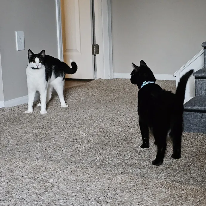 Melissa's Fur Baby Sitting