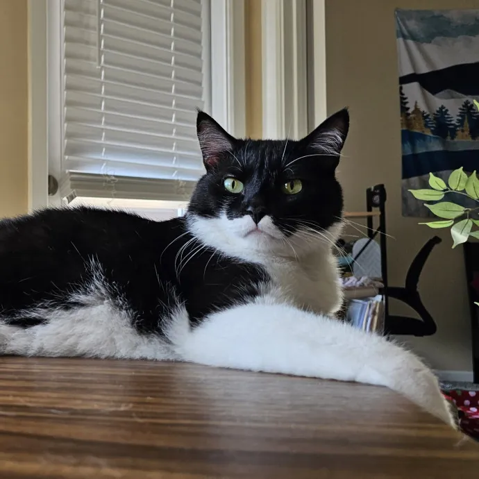 Melissa's Fur Baby Sitting