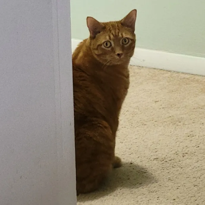 Melissa's Fur Baby Sitting