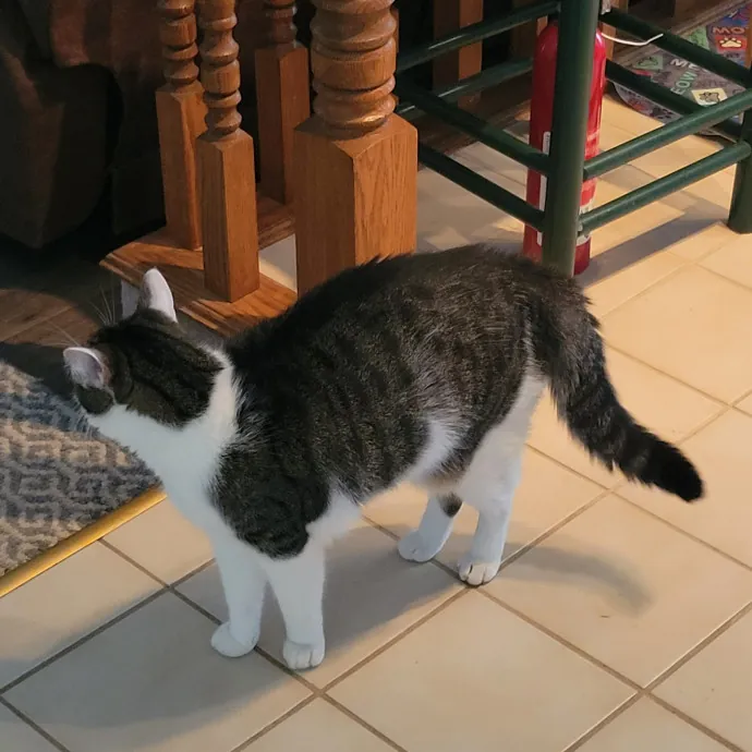 Melissa's Fur Baby Sitting