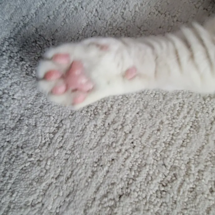 Melissa's Fur Baby Sitting