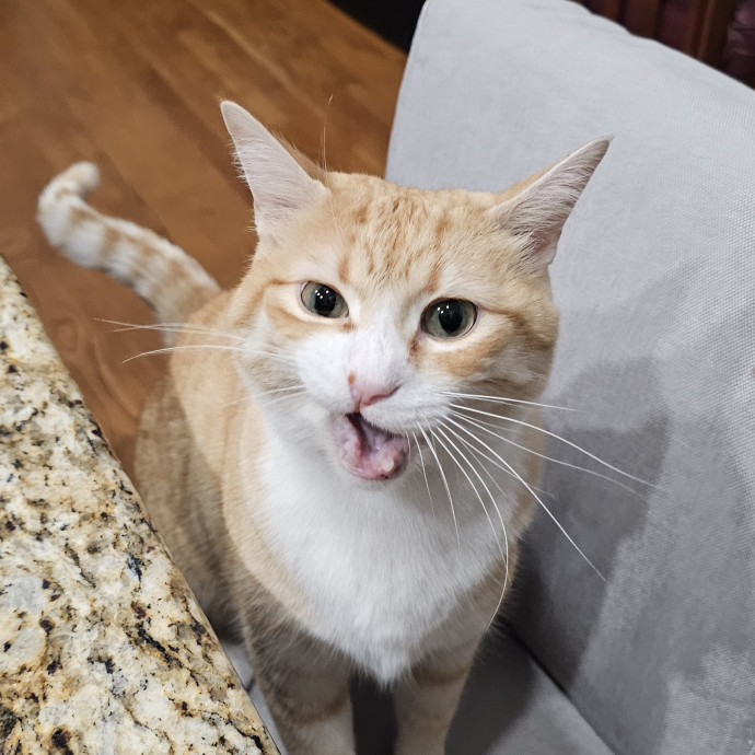Melissa's Fur Baby Sitting