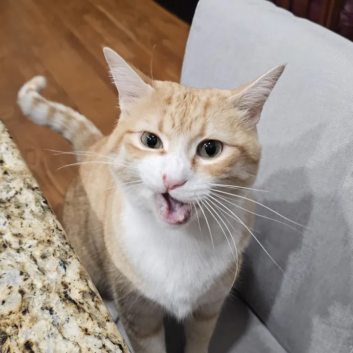 Melissa's Fur Baby Sitting