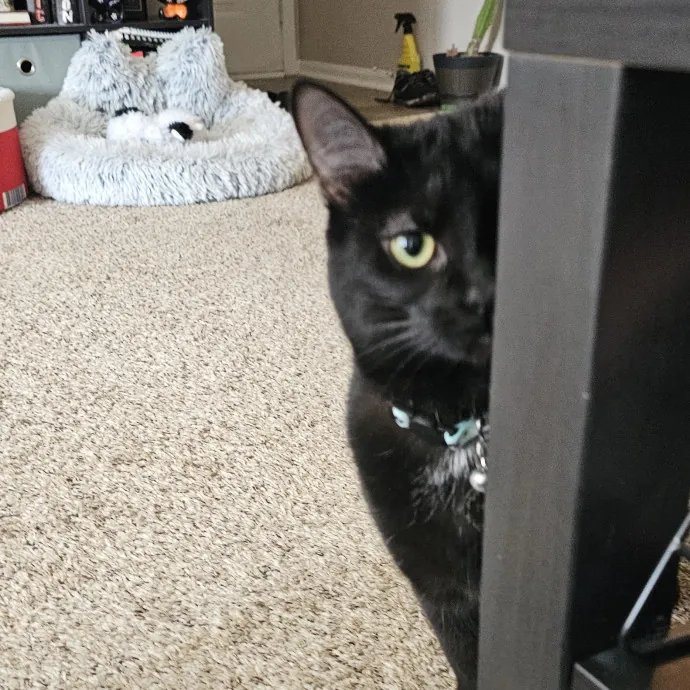 Melissa's Fur Baby Sitting