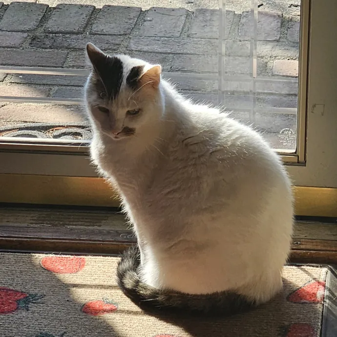 Melissa's Fur Baby Sitting