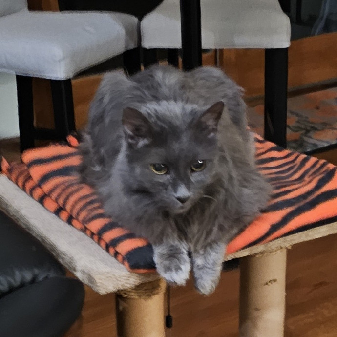 Melissa's Fur Baby Sitting