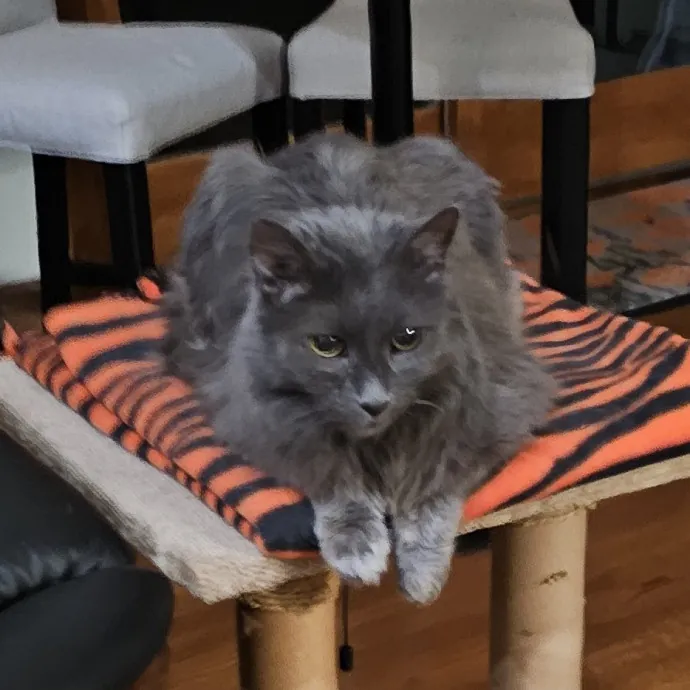 Melissa's Fur Baby Sitting